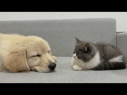 YouTube 썸네일