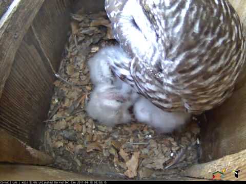 Female Barred Owl Returns to Brood Growing Owlets – Apr. 18, 2017