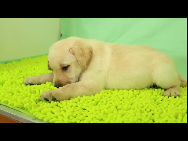 ブリーダー/ショップマロニエケンネル　MARRONNIER KENNELのラブラドール・レトリーバーで番号が2804です