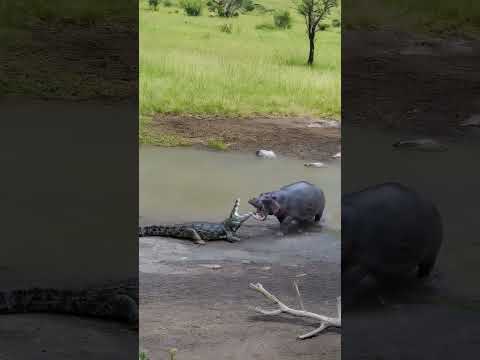Let's see which one is stronger, the crocodile or the hippopotamus #wildlifeentertainment #animals