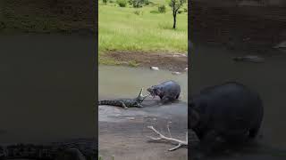 Let&#39;s see which one is stronger, the crocodile or the hippopotamus #wildlifeentertainment #animals