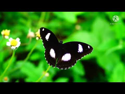 KUPU-KUPU YANG LUCU (Lirik) || Lagu Anak-anak Indonesia || Cipt. Ibu Sud.