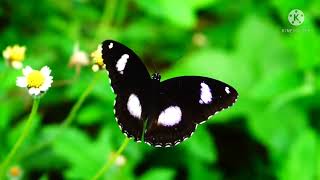 Download lagu KUPU-KUPU YANG LUCU (Lirik) || Lagu Anak-anak Indonesia || Cipt. Ibu Sud. mp3 Download lagu KUPU-KUPU YANG LUCU (Lirik) || Lagu Anak-anak Indonesia || Cipt. Ibu Sud. mp3