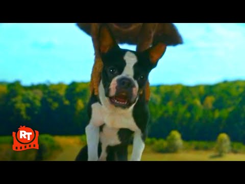 Strays (2023) - The Hawk Attack Funny Scene | Movieclips