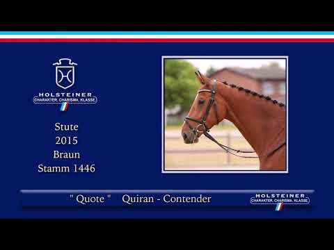 Holsteiner Sommer-Reitpferdeauktion | Nr. 02 Quote v. Quiran - Contender