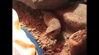 preview picture of video 'Baby Savannah Monitor: Mort Gets Angry'