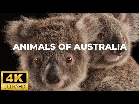 Animals Of Australia 4K | Wild Australia 4K uhd | Wildlife of Australia 4k Video ultra hd