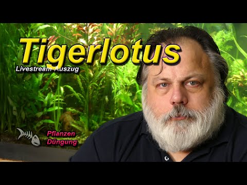 Interesting facts about the Tiger Lotus (Nymphaea lotus)