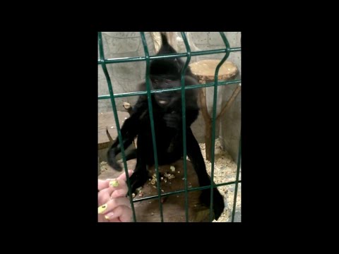 Affe stiehlt Handy
