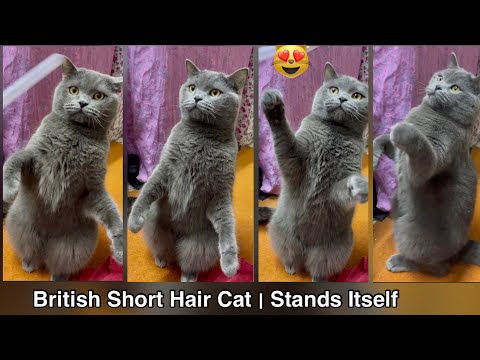 Standing Cat | British Short Hair | Smart Cat | #shorts #standingcat #britishshorthair