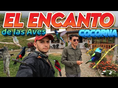 ᴇʟ ᴇɴᴄᴀɴᴛᴏ ᴅᴇ ʟᴀs ᴀᴠᴇs / Cocorna - Antioquia Experiencia de Naturaleza