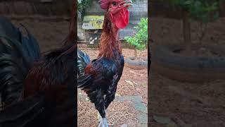 Download lagu Suara ayam unik || Ayam berkokok unik #ayam #rooster #aseelmurga mp3