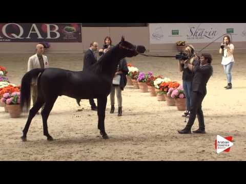 N.124 SALAADIN KHAZAR - Milan 2016 - Class Egyptian Stallions