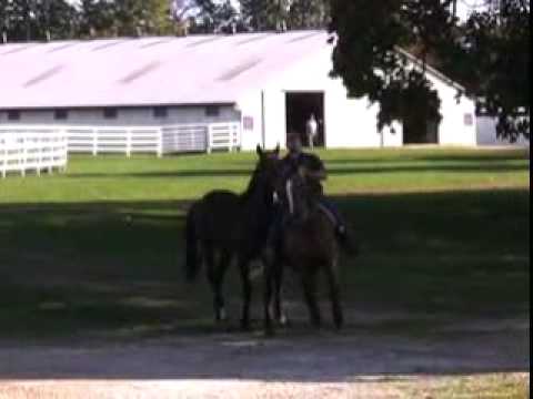 Hanover Shoe Farms Yearlings