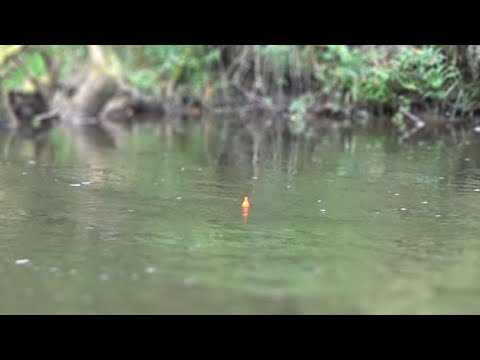 Rainy River Salmon Float Fishing - BOBBER DOWNS (2022)