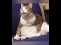 Who Farted In The Elevator Alexschor Funny Foryou Cat Memes Fyp