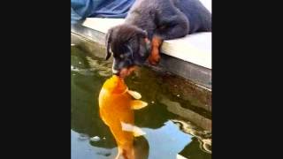 G. C CAMERON  ...   STRONG LOVE