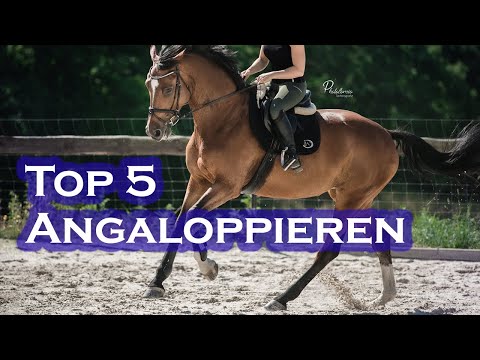 RICHTIG Angaloppieren | TOP 5 Übungen