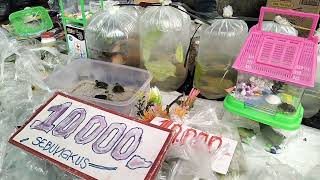 Download lagu CHEAP AND QUALITY ORNAMENTAL FISH STALL IN MEGA KUNINGAN mp3 Download lagu CHEAP AND QUALITY ORNAMENTAL FISH STALL IN MEGA KUNINGAN mp3