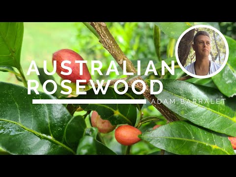 , title : 'Australian Rosewood - The Oil of Head-Heart Connection'