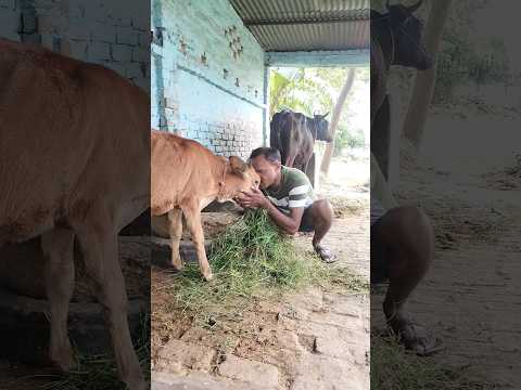 Naseeba Bhi Kya Rang Laya#lovesong #shortsvideo #fyp