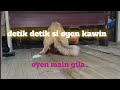 Kucing Kawin
