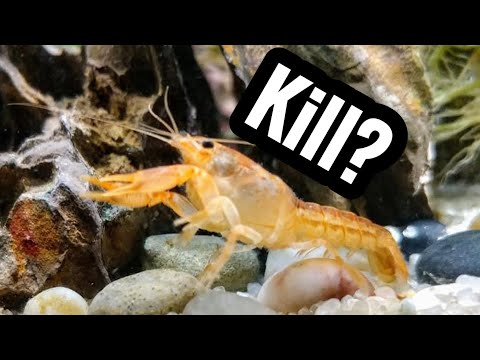 Will Crayfish Eat my Other Fish?