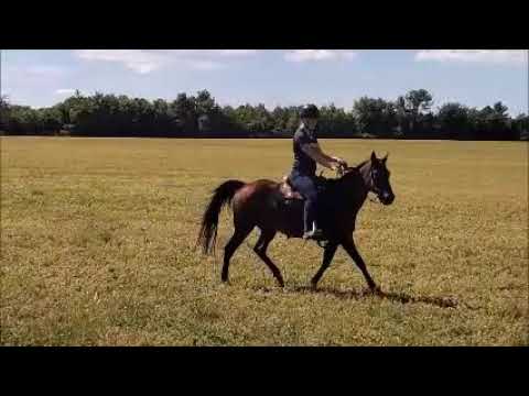 Holly, an adopted Quarterhorse & Morgan Mix in Elkhart Lake, WI_image-1