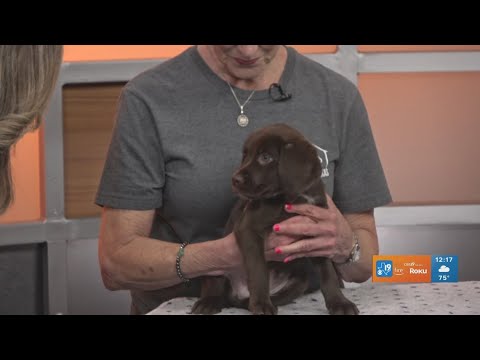 TUESDAY TAILS: Meet Gimble from the SPCA of East Texas - YouTube