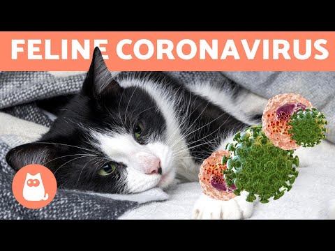 FELINE CORONAVIRUS - Can it Transfer to Humans?