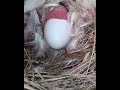 Galinha Botando Ovo