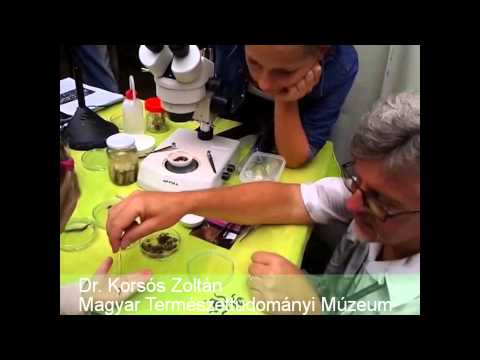 Ikerszelvényesek a mikroszkóp alatt