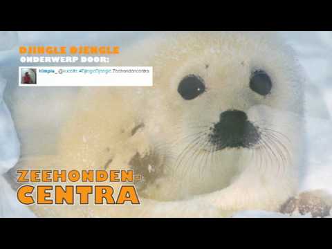 Zeehondencentra video
