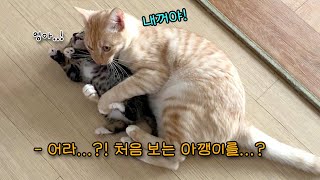 아기 고양이만 보면 좋아서 사족을 못 쓰는 고양이! 그런데 다 이유가 있었다..