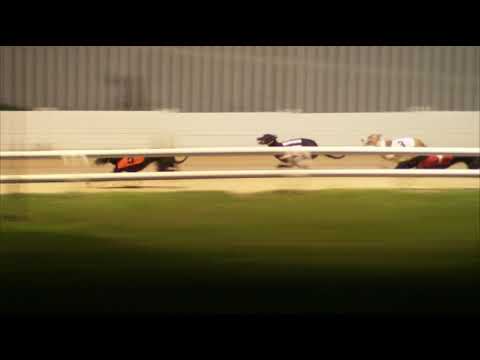 2017 WILLIAM HILL FESTIVAL FLYER - HEAT 2 - T5 MAKE THE NEWS