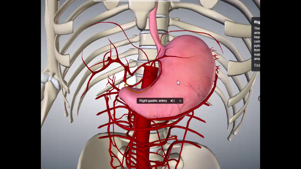 Tronco Celíaco - Aorta abdominal - Anatomía