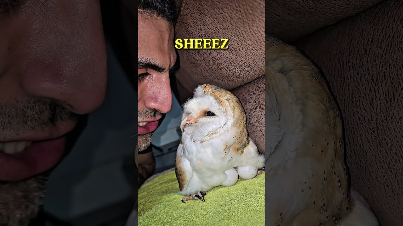 her Eyes, took my heart to heaven and beyond 🦉🥹❣️ #beautiful #heaven #sunset #moon #owlhouse