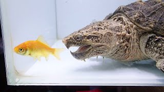 Alligator Snapping Turtle Tank! 😱 *CRAZY BITE*