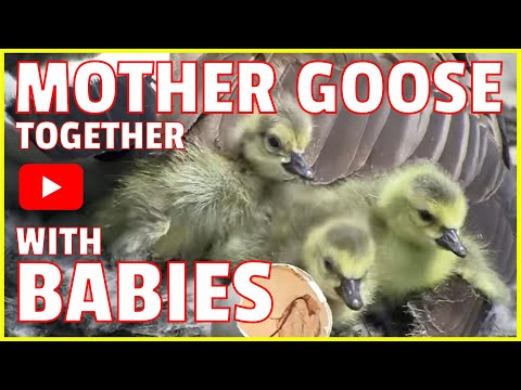 A Mother Goose Hatching Her Eggs: Video Clips from the Life of Parking Lot Geese