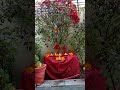Tulshi Love Subscribe Plz