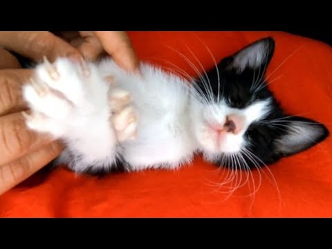 I Found A Kitten Without A Mother Who Needs Help. (Part 2)