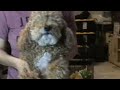 Dog Dances To Your Way S Better By Forest Frank