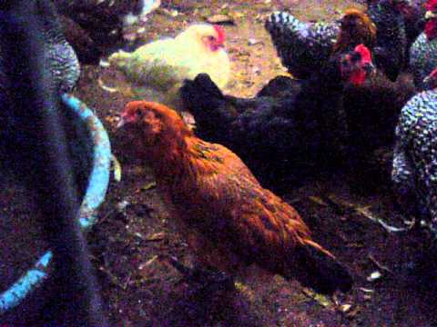 download lagu mp3 mp4 Natural Egg Colors Of Chicken, download lagu Natural Egg Colors Of Chicken gratis, unduh video klip Natural Egg Colors Of Chicken