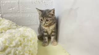 スコティッシュストレートの動画01