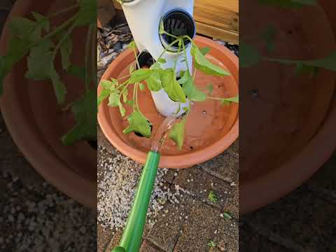 Abonniere unbedingt den Kanal für viel mehr Infos zum Thema anbauen ohne Garten, Platz und Erde.