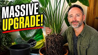 Don't Make This Mistake Repotting Your Strelitzia!