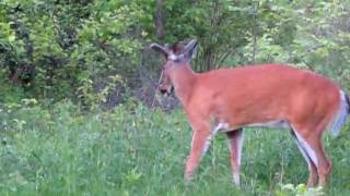 Deer - Long.MOV