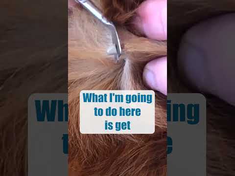 How To Remove A Dog Tick 🤢