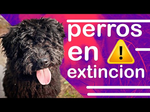 ¡ALERTA! 4 Razas de Perros en PELIGRO DE EXTINCIÓN 😢🐾