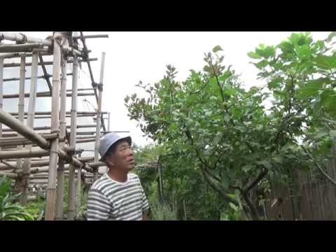 クラブアップル、ワイルドアップル 植物